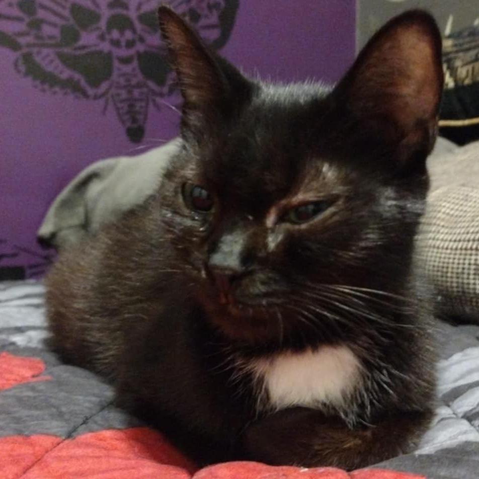 Domino, Adoptable, Young Female Domestic Short Hair.