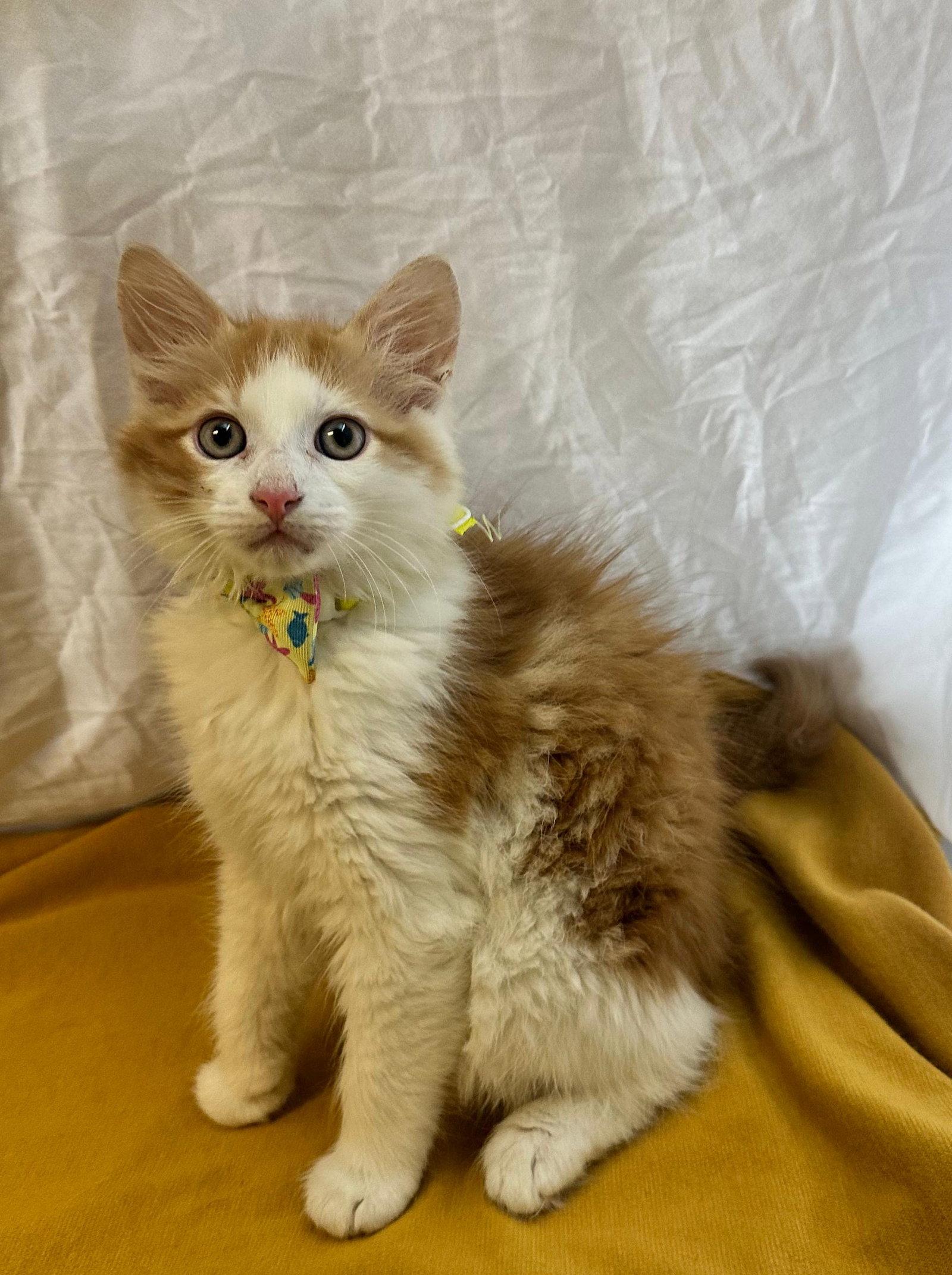 Enlarge GIN, a Adopted Domestic Medium Hair in Margate, FL image 1/3