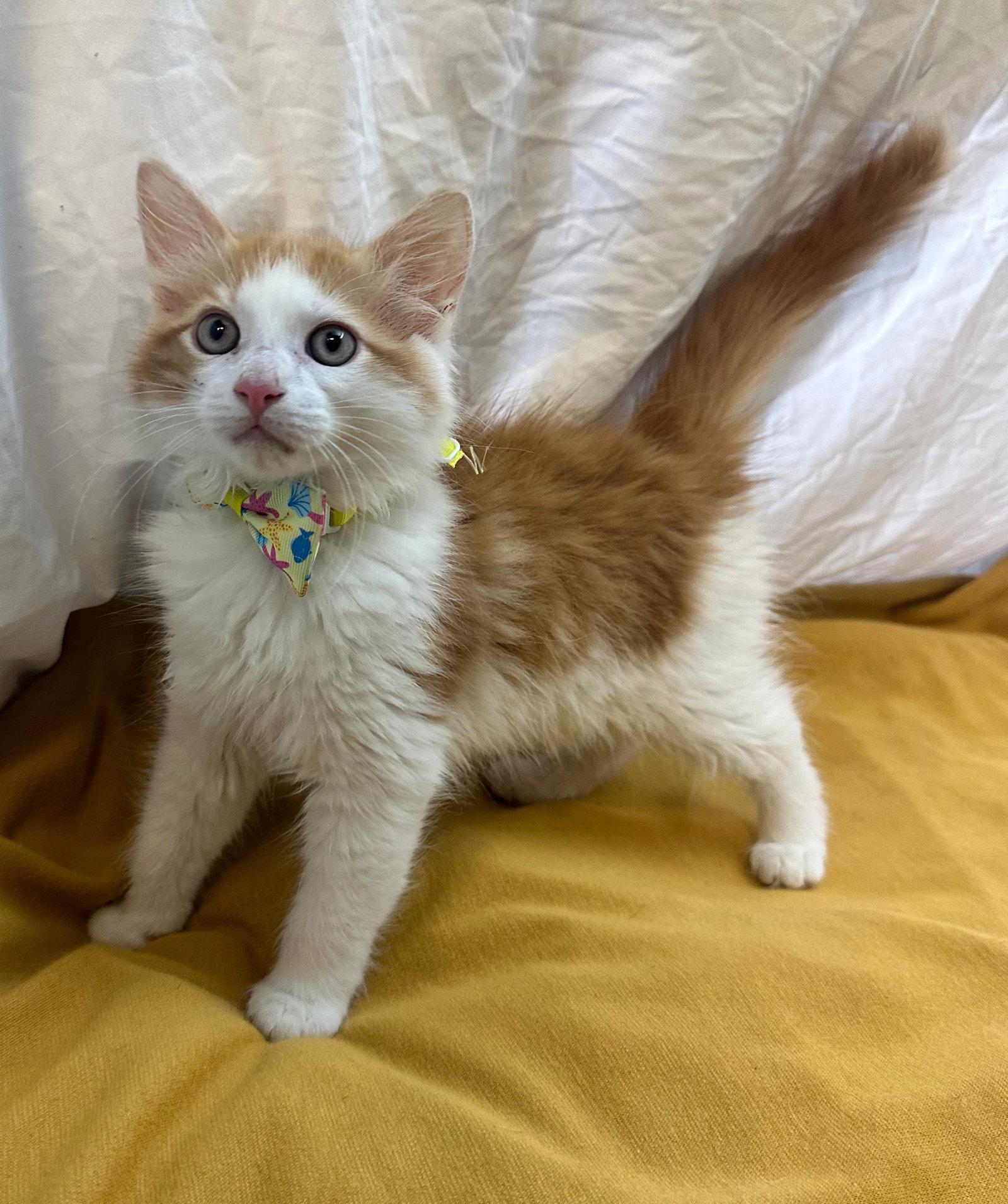 Enlarge GIN, a Adopted Domestic Medium Hair in Margate, FL image 2/3