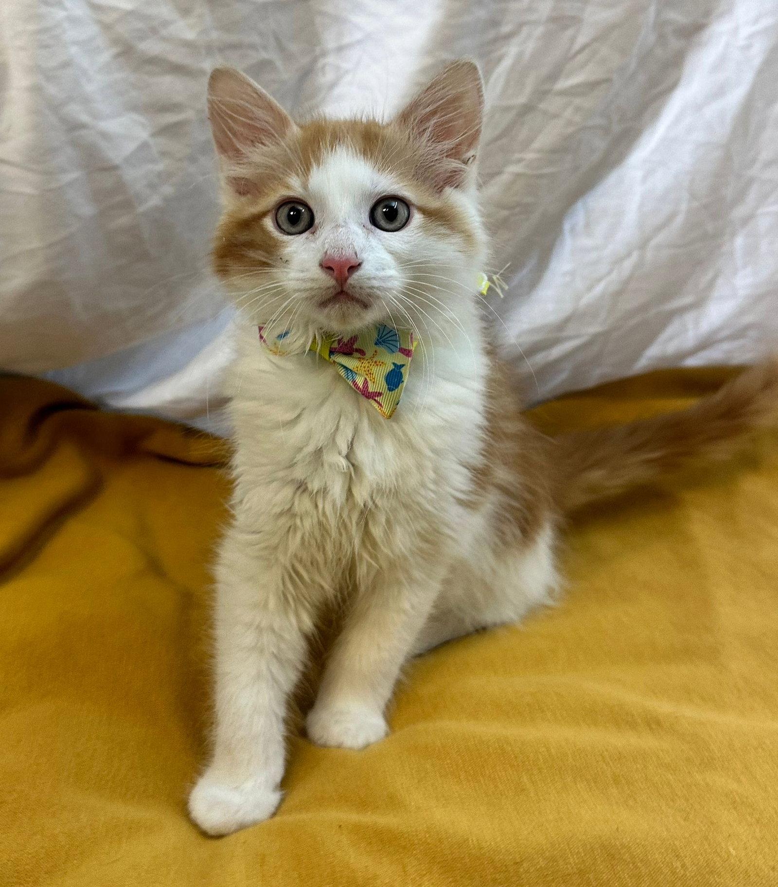 Enlarge GIN, a Adopted Domestic Medium Hair in Margate, FL image 3/3