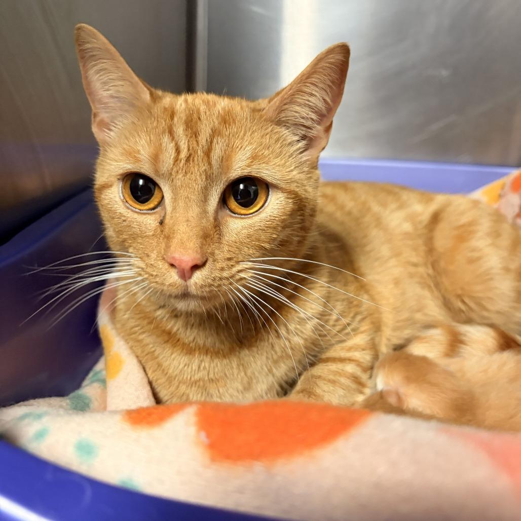 Azula, Adoptable, Adult Female Domestic Short Hair.