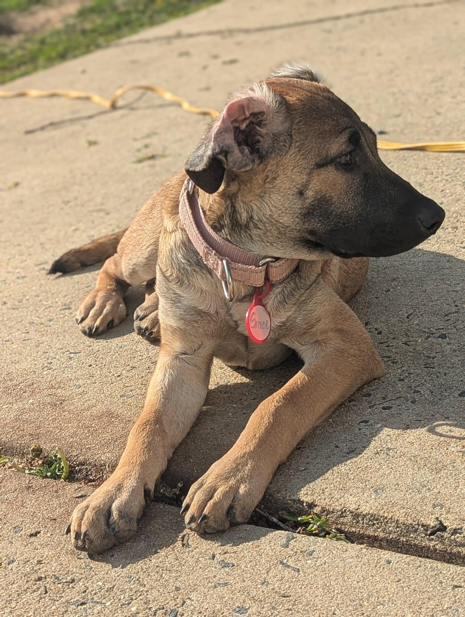 Enlarge Grace now Terrain, a Adopted mixed breed in Oakhurst, NJ image 1/3