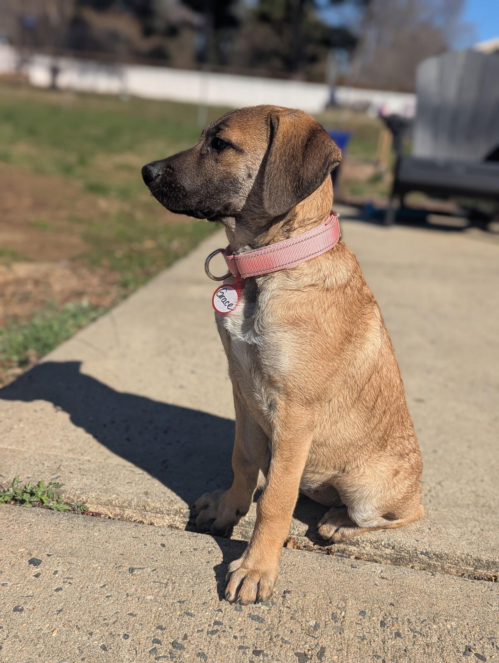 Enlarge Grace now Terrain, a Adopted mixed breed in Oakhurst, NJ image 3/3