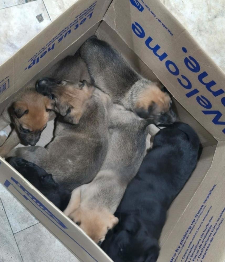 Orange Blossom, Adoptable, Puppy Female German Shepherd Dog.