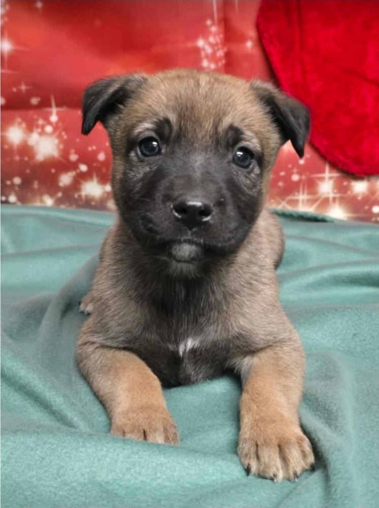 Enlarge Orange Blossom, a Adoptable mixed breed in Sedalia, CO image 2/4
