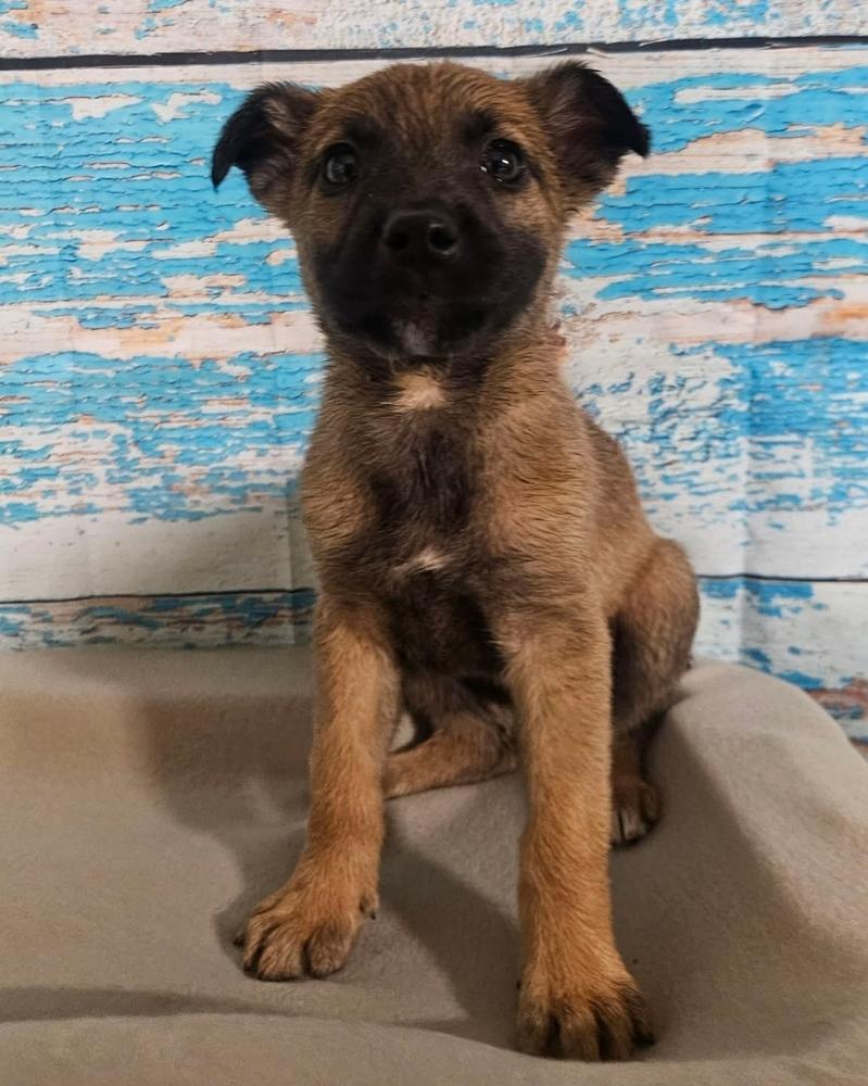 Enlarge Orange Blossom, a Adoptable mixed breed in Sedalia, CO image 4/4