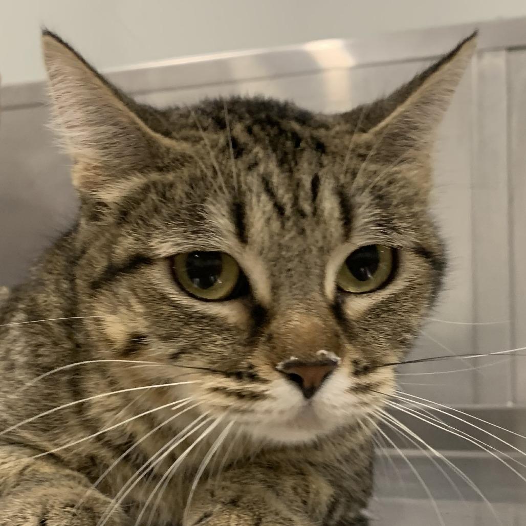 Prada M., Adoptable, Adult Female Domestic Short Hair.