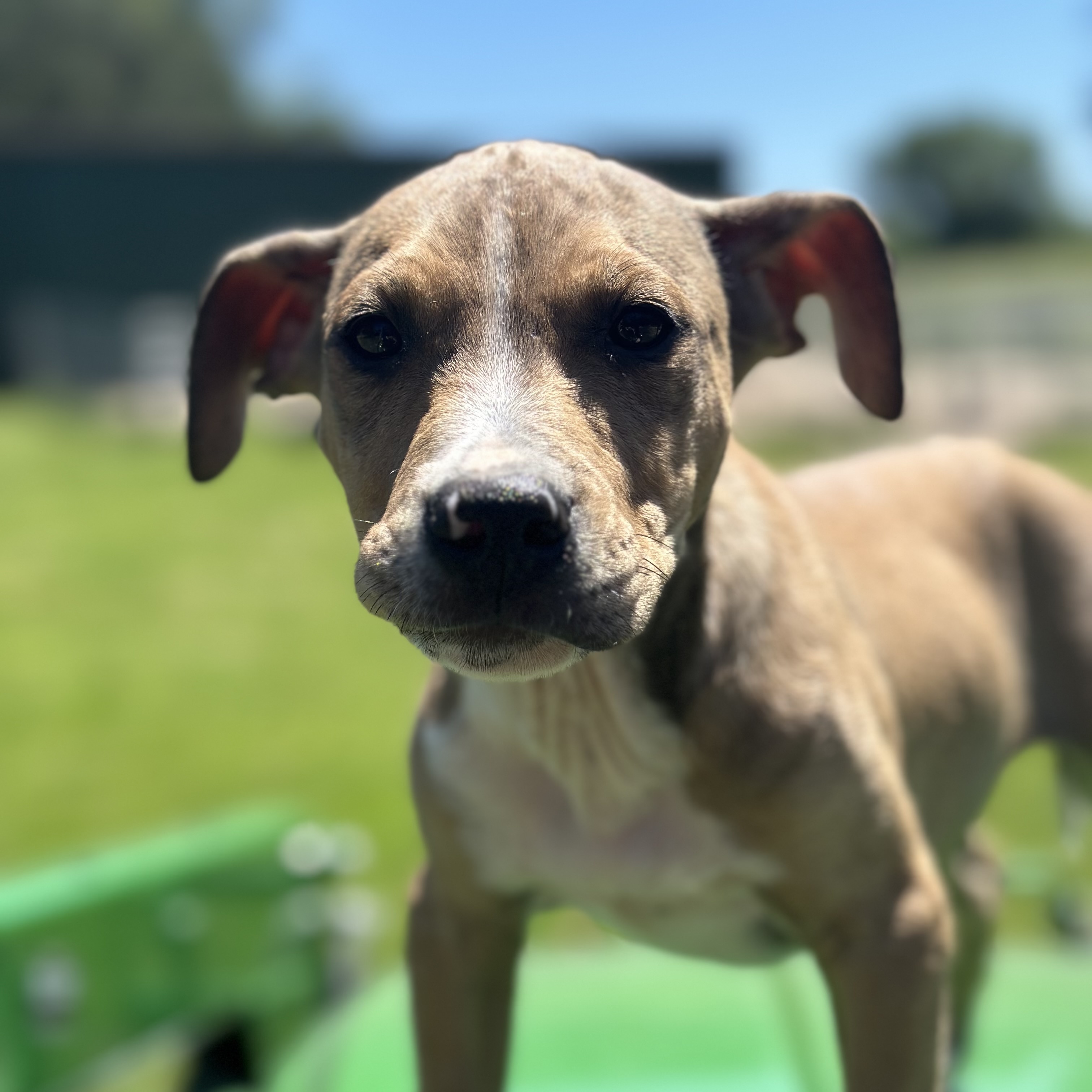 Dog for adoption Boomer, a Black Mouth Cur & Labrador Retriever Mix in Staunton, VA Petfinder Dog for adoption Boomer, a Black Mouth Cur & Labrador Retriever Mix in Staunton, VA Petfinder
