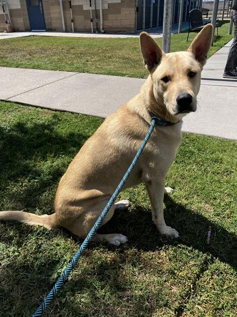 COOPER, Adoptable, Adult Male German Shepherd Dog & Mixed Breed.