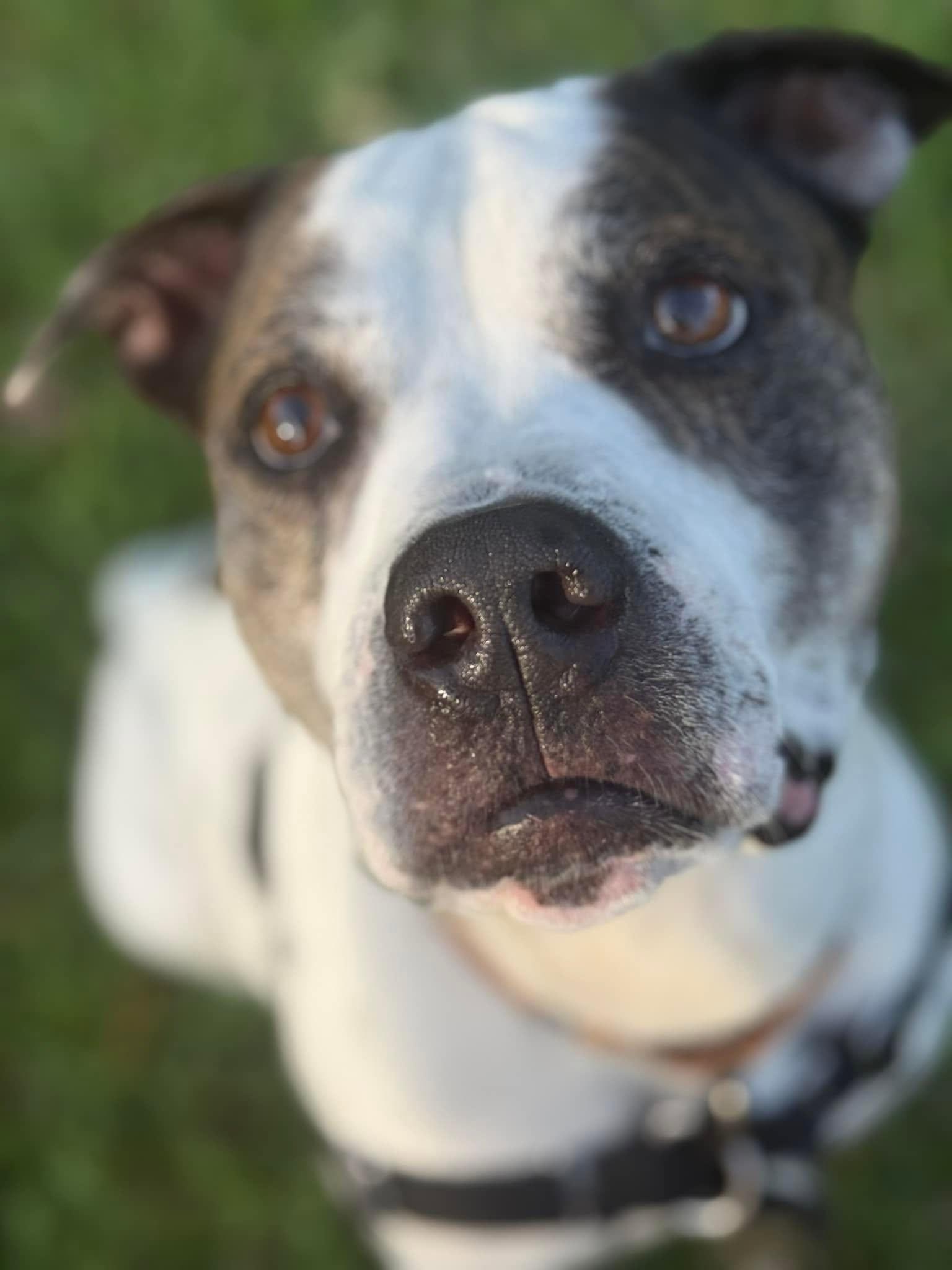 Axel, a Adoptable Pit Bull Terrier in Pompano Beach, FL image 1/3