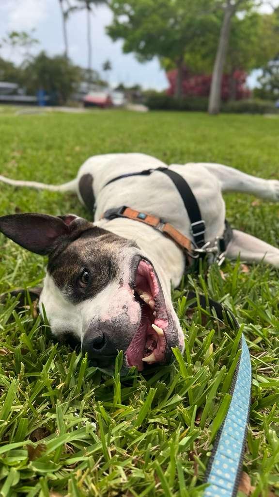 Axel, Adoptable, Senior Male Pit Bull Terrier.