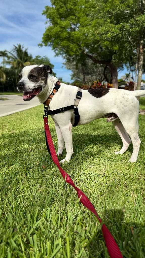 Enlarge Axel, a Adoptable Pit Bull Terrier in Pompano Beach, FL image 2/3