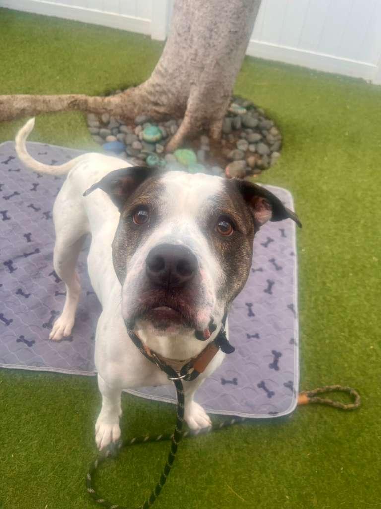 Enlarge Axel, a Adoptable Pit Bull Terrier in Pompano Beach, FL image 3/3