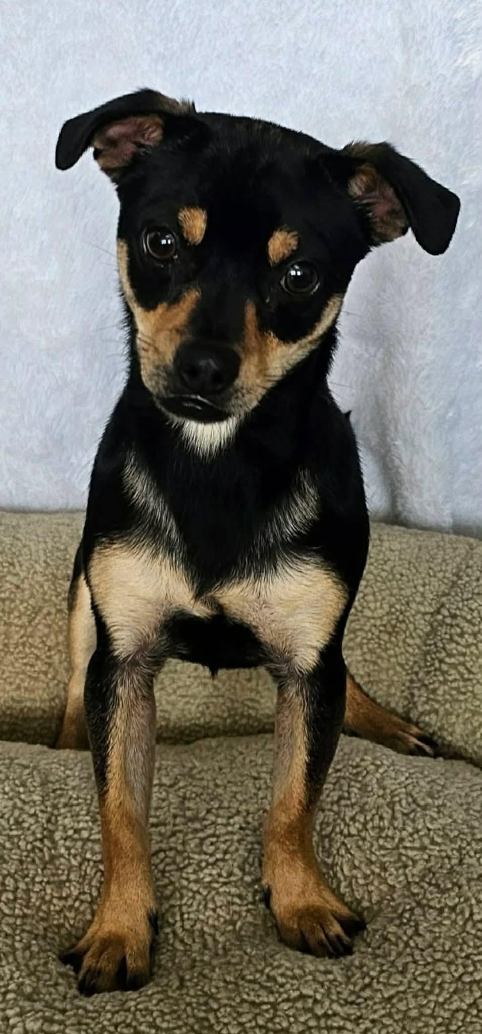 Enlarge Chip, a ADOPTABLE mixed breed in Joliet, IL image 2/3