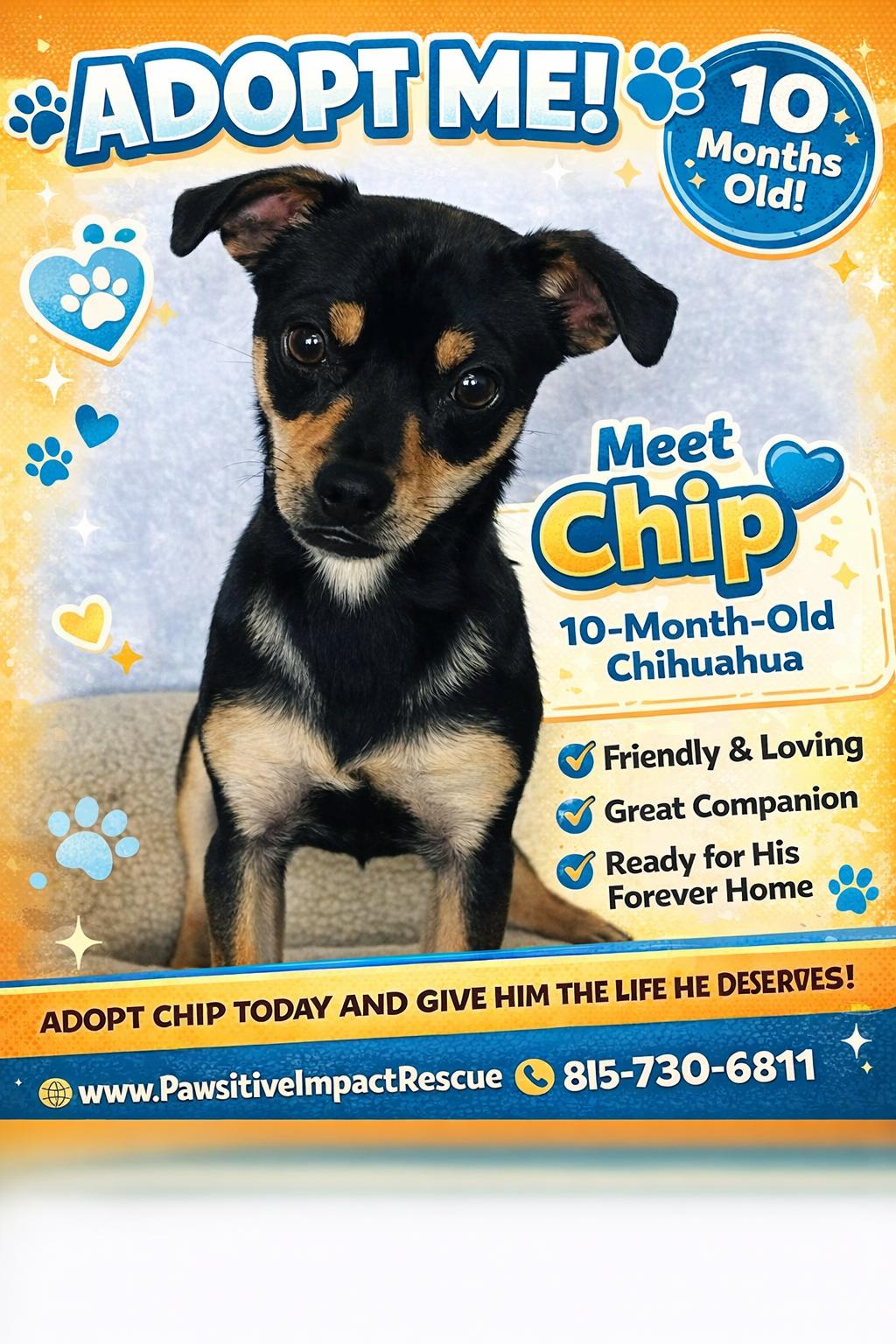 Chip, ADOPTABLE, Young Male Chihuahua & Chiweenie.