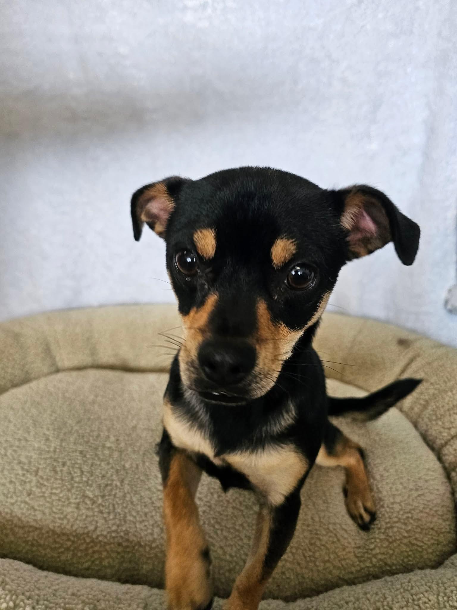 Enlarge Chip, a ADOPTABLE mixed breed in Joliet, IL image 3/3