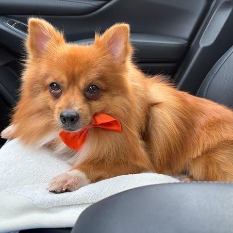 Pete, Adoptable, Adult Male Pomeranian & Mixed Breed.