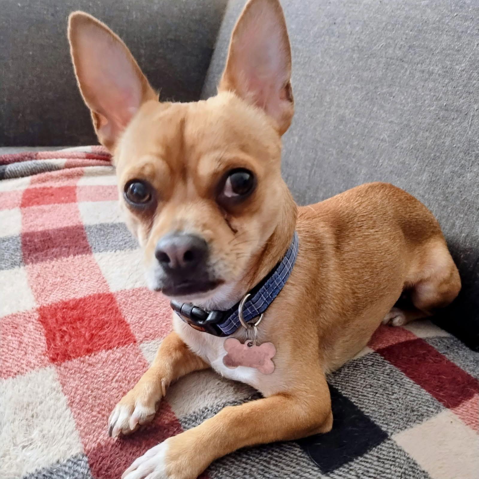 Enlarge Noah, a Adoptable Chihuahua in Glendale, AZ image 1/3