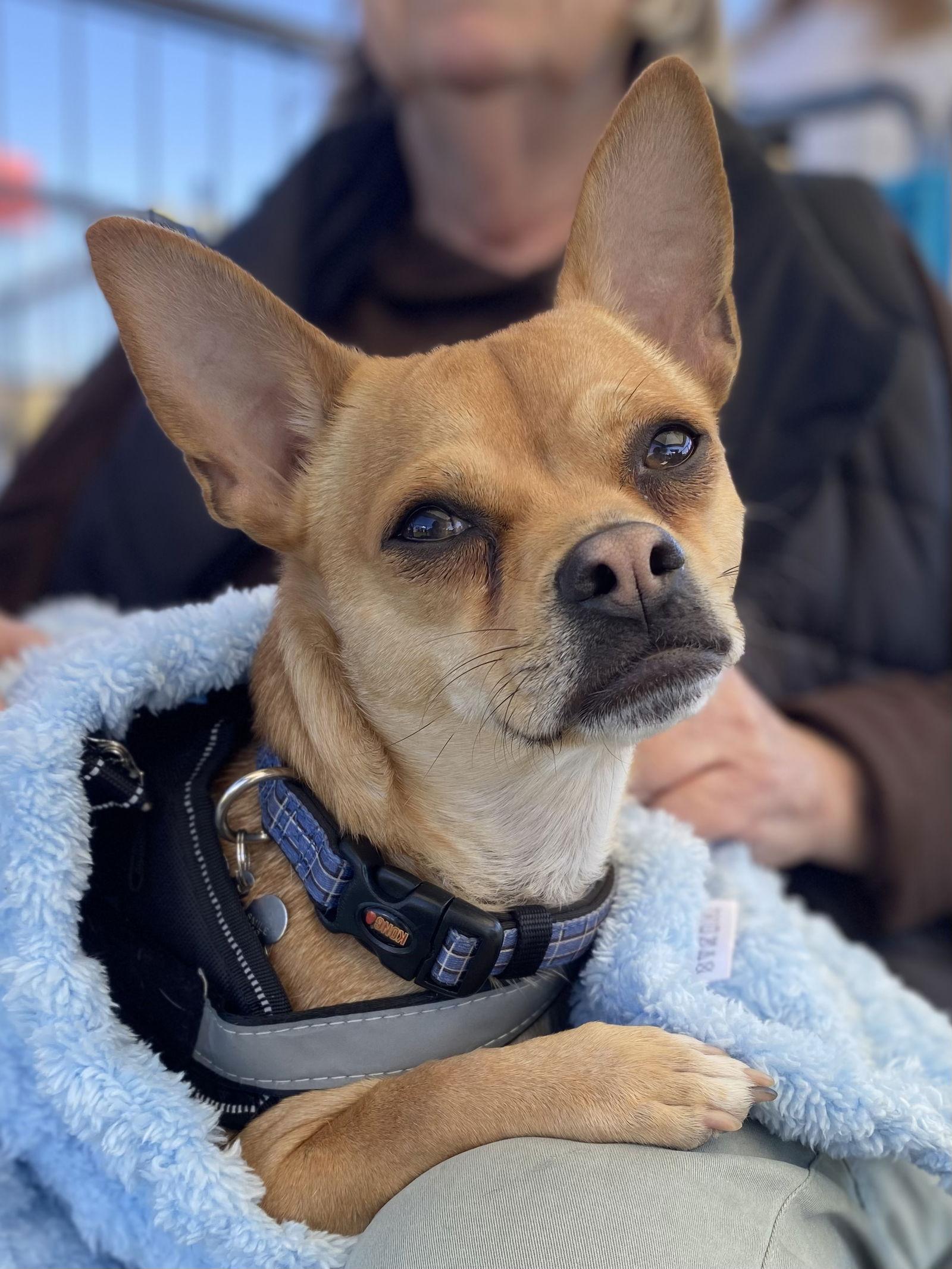 Enlarge Noah, a Adoptable Chihuahua in Glendale, AZ image 2/3