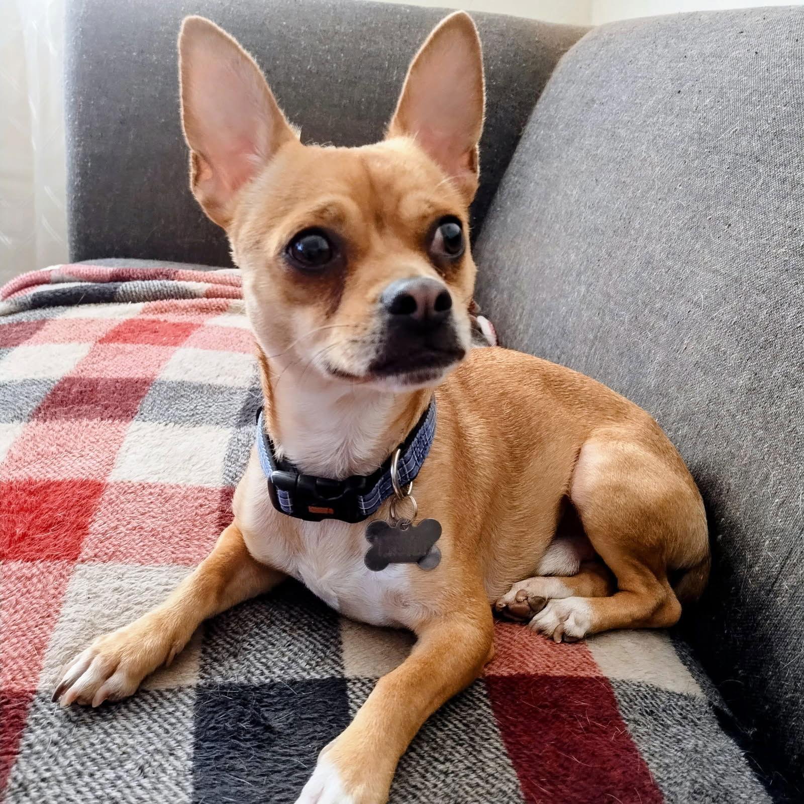 Enlarge Noah, a Adoptable Chihuahua in Glendale, AZ image 3/3