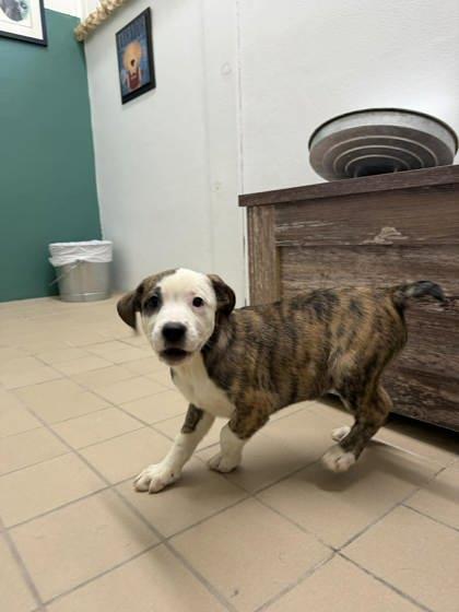 Enlarge Truffle, a Adoptable mixed breed in Scottsbluff, NE image 1/3