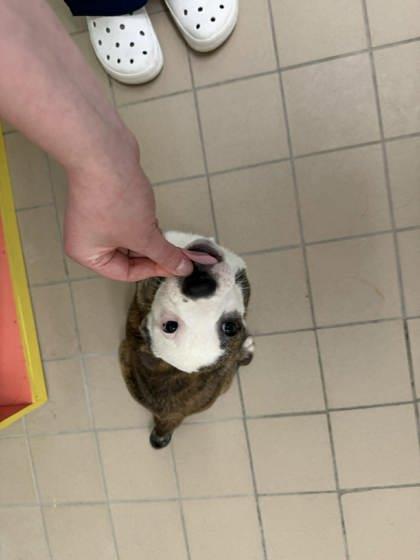 Enlarge Truffle, a Adoptable mixed breed in Scottsbluff, NE image 2/3