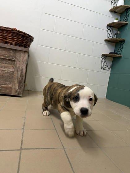 Enlarge Truffle, a Adoptable mixed breed in Scottsbluff, NE image 3/3