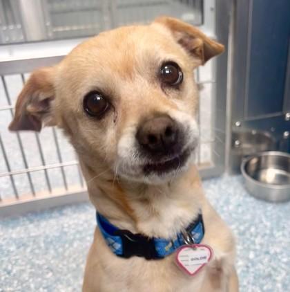 Enlarge Goldie (in foster), a Adoptable Chihuahua in Santa Cruz, CA image 1/5