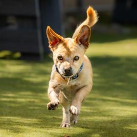 Enlarge Goldie (in foster), a Adoptable Chihuahua in Santa Cruz, CA image 2/5
