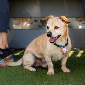 Enlarge Goldie (in foster), a Adoptable Chihuahua in Santa Cruz, CA image 3/5
