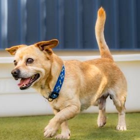 Enlarge Goldie (in foster), a Adoptable Chihuahua in Santa Cruz, CA image 4/5