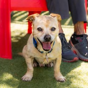 Enlarge Goldie (in foster), a Adoptable Chihuahua in Santa Cruz, CA image 5/5