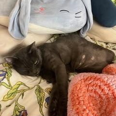 Enlarge Shadow the 3 legged cat, a ADOPTABLE mixed breed in Portland, OR image 1/6