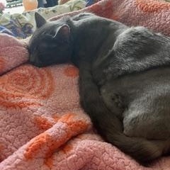 Enlarge Shadow the 3 legged cat, a ADOPTABLE mixed breed in Portland, OR image 2/6