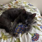 Enlarge Shadow the 3 legged cat, a ADOPTABLE mixed breed in Portland, OR image 3/6