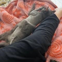 Enlarge Shadow the 3 legged cat, a ADOPTABLE mixed breed in Portland, OR image 5/6