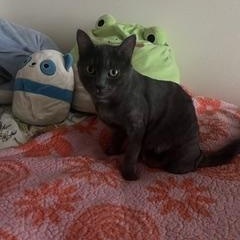 Enlarge Shadow the 3 legged cat, a ADOPTABLE mixed breed in Portland, OR image 6/6