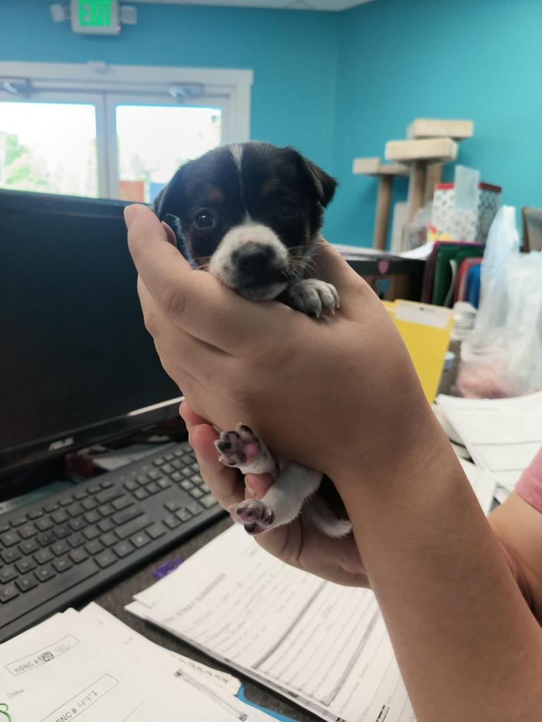 Chica (Muffin), Adopted, Puppy Female Chihuahua.