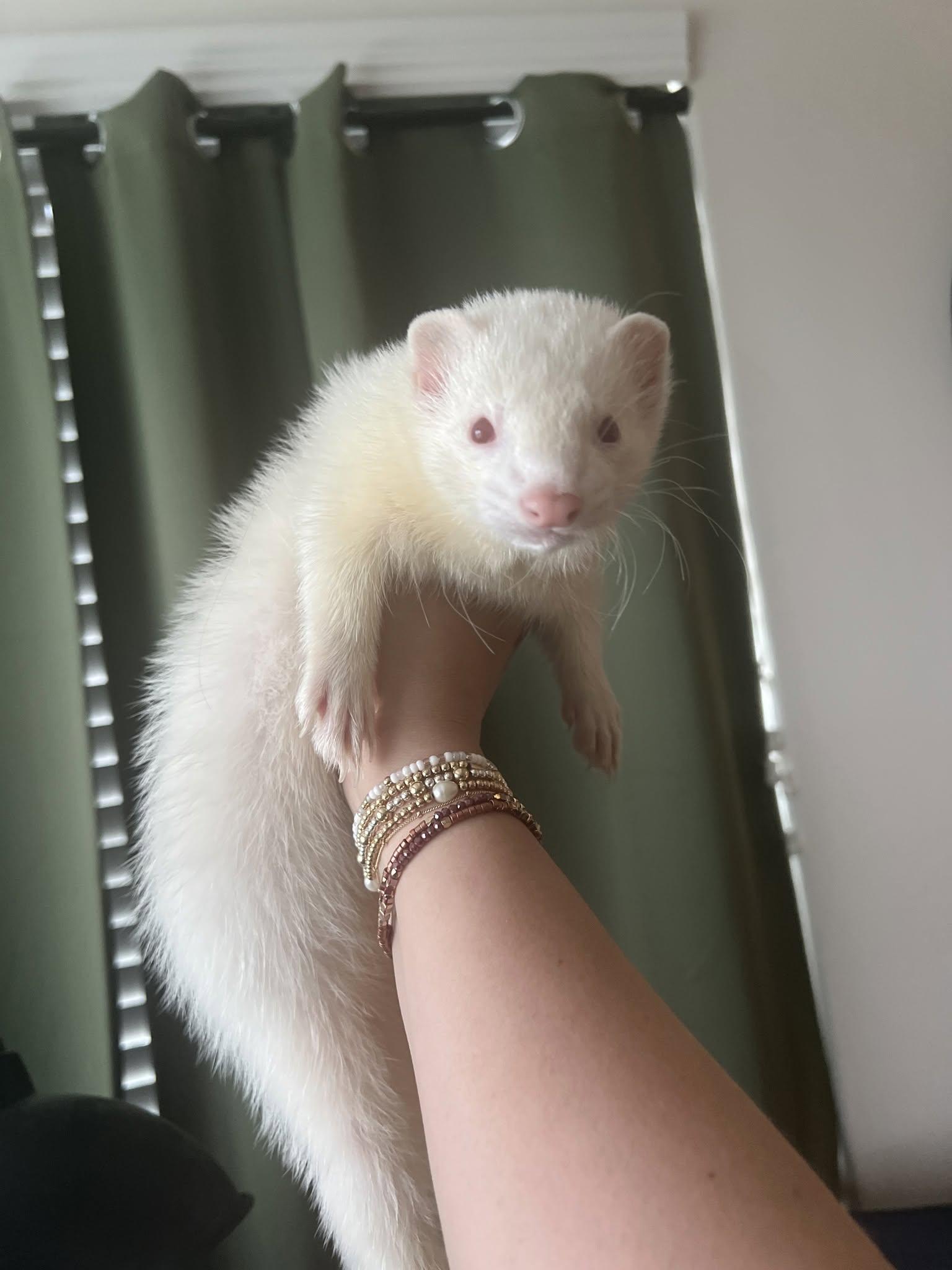 Hanako, ADOPTABLE, Young Male Ferret.