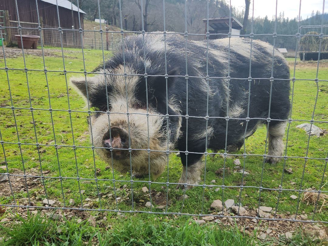 Enlarge Junior, a Adoptable Pig in Jacksonville, OR image 1/3