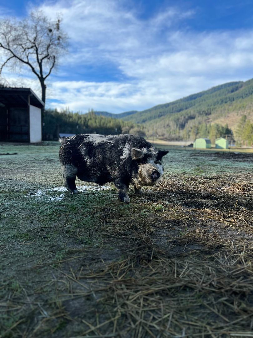 Enlarge Junior, a Adoptable Pig in Jacksonville, OR image 2/3