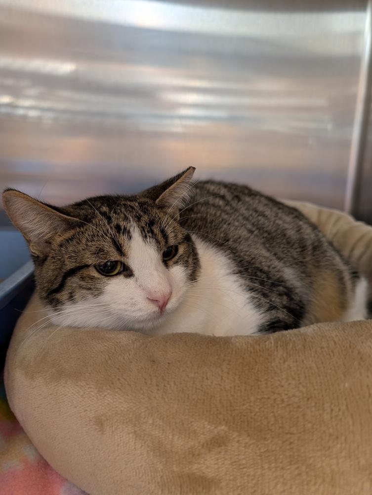 Riley, Adoptable, Adult Male Domestic Short Hair.