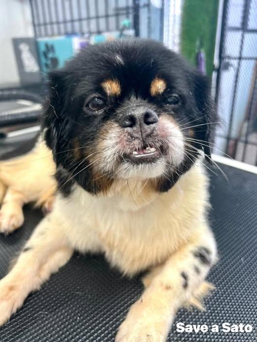 Tino, Adopted, Young Male Shih Tzu & Pekingese.