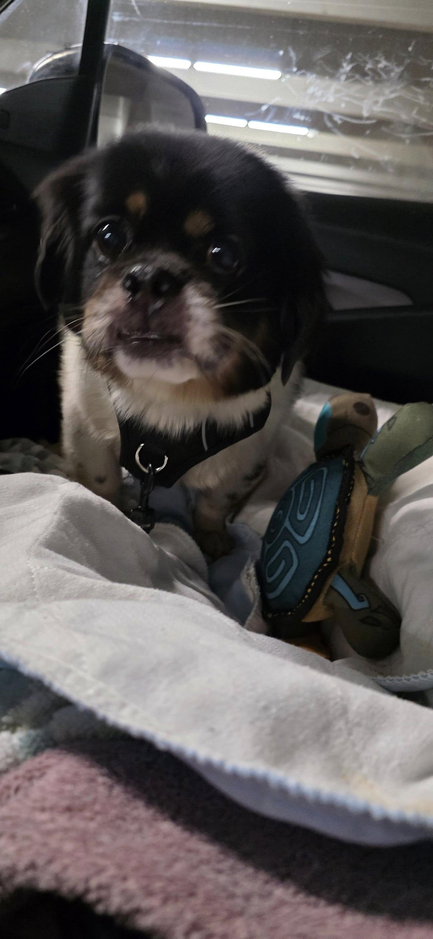 Enlarge Tino, a Adopted mixed breed in Tenafly, NJ image 2/2