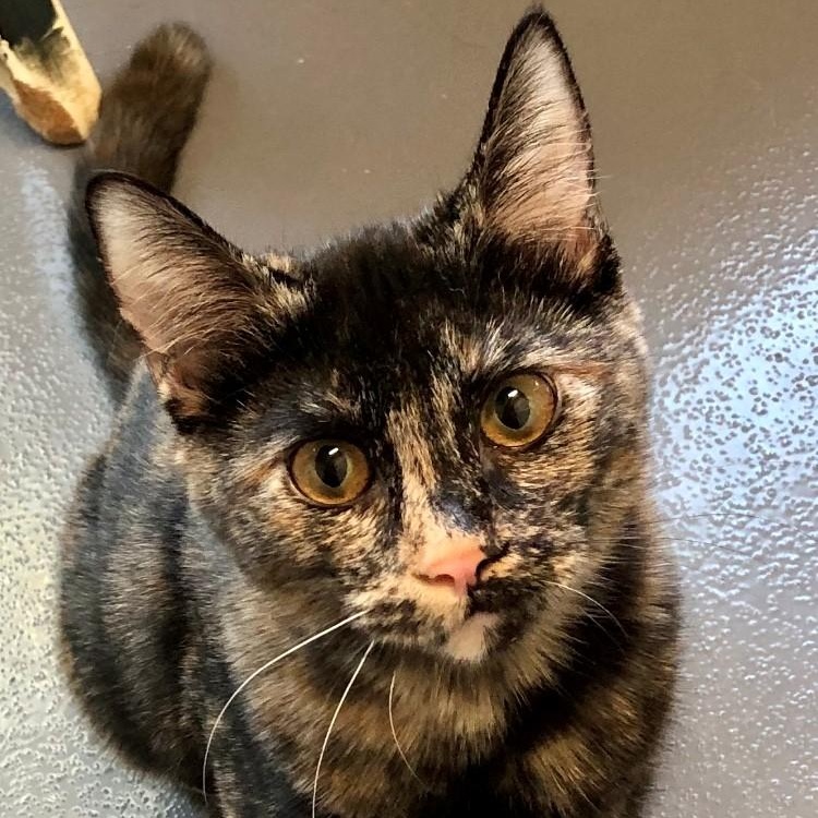 Envy — thumbnail 2