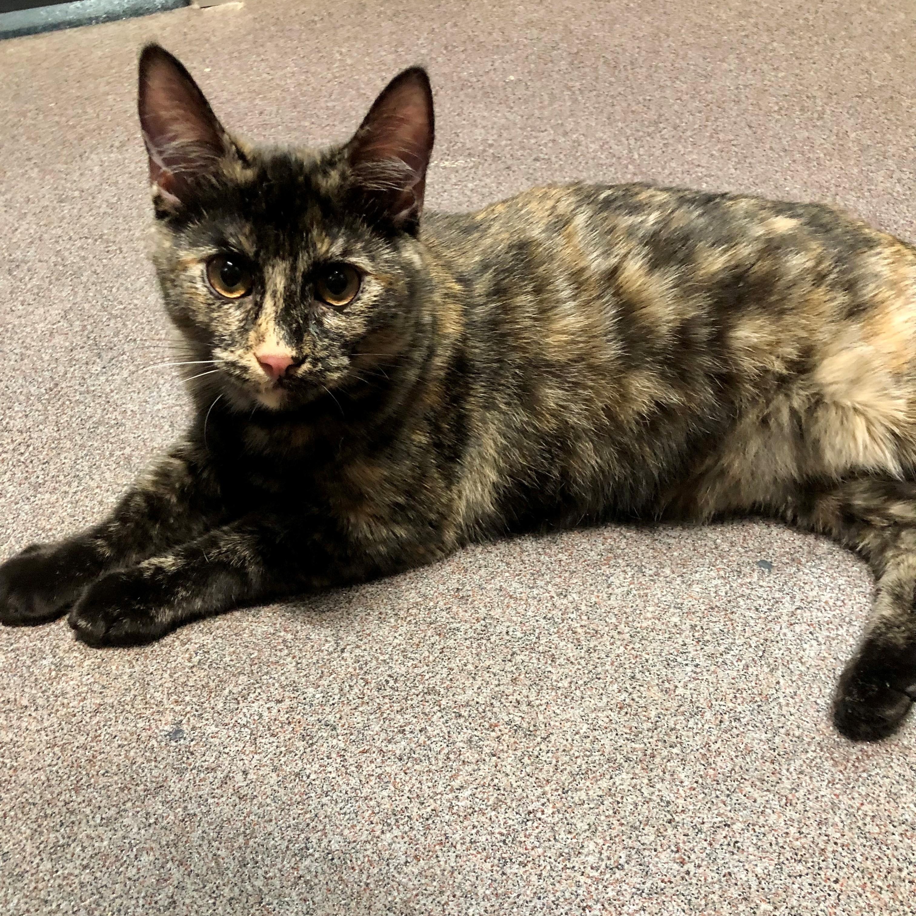 Envy — thumbnail 3