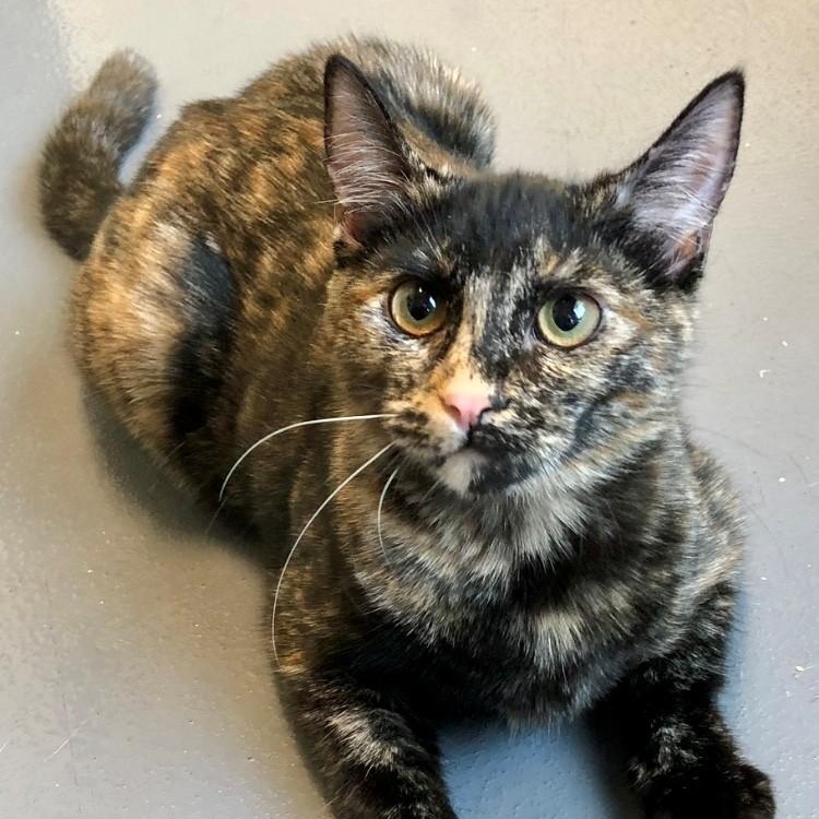 Envy — thumbnail 4