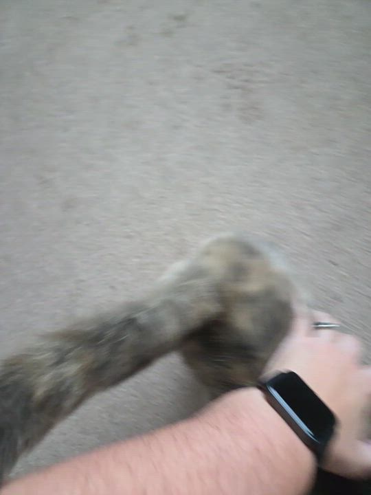 Enlarge Joy, an adopted Dilute Tortoiseshell in Rochester, NY video 4/4