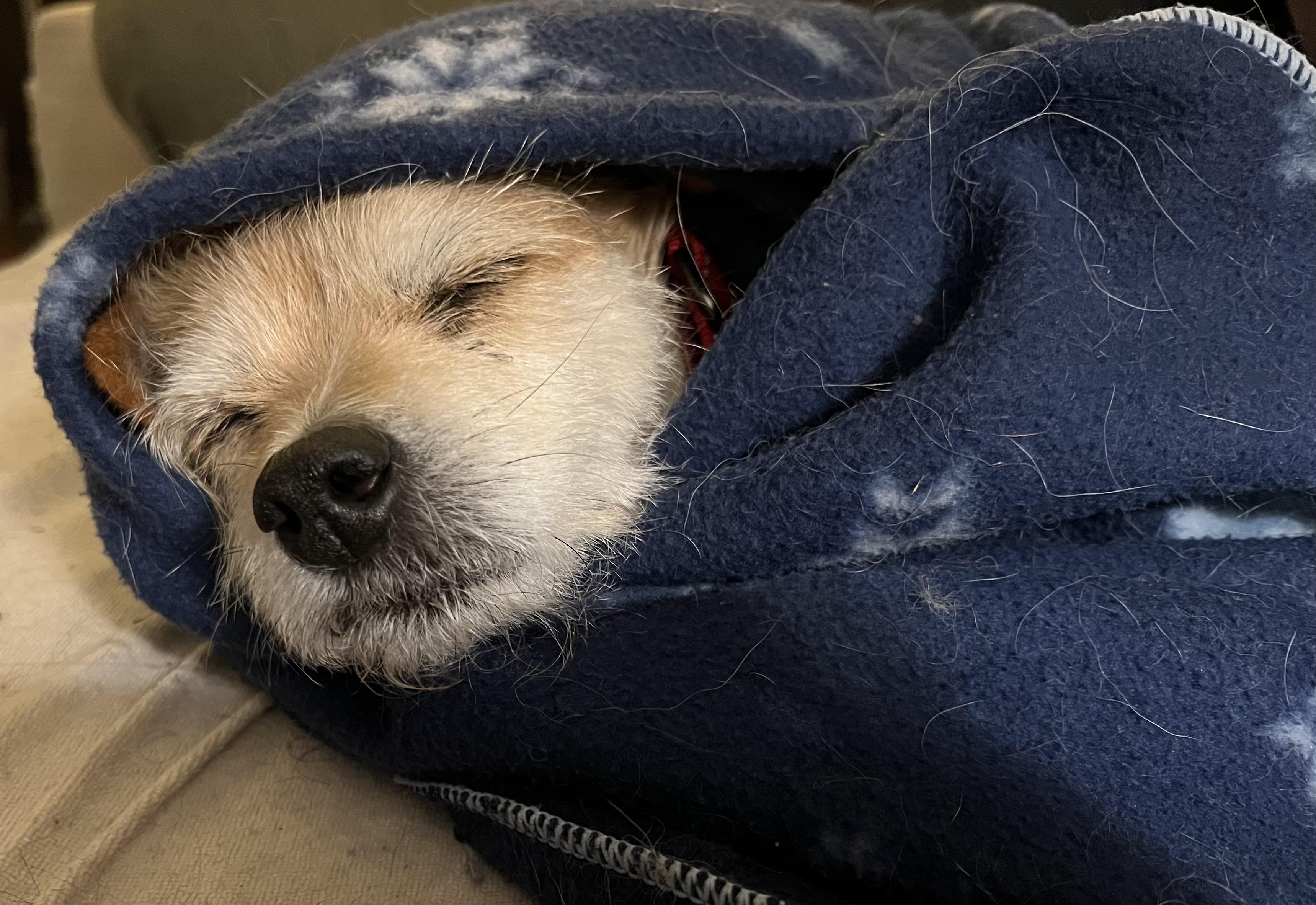 Enlarge Chip, an adopted Mixed Breed in Bowdoin, ME image 2/6