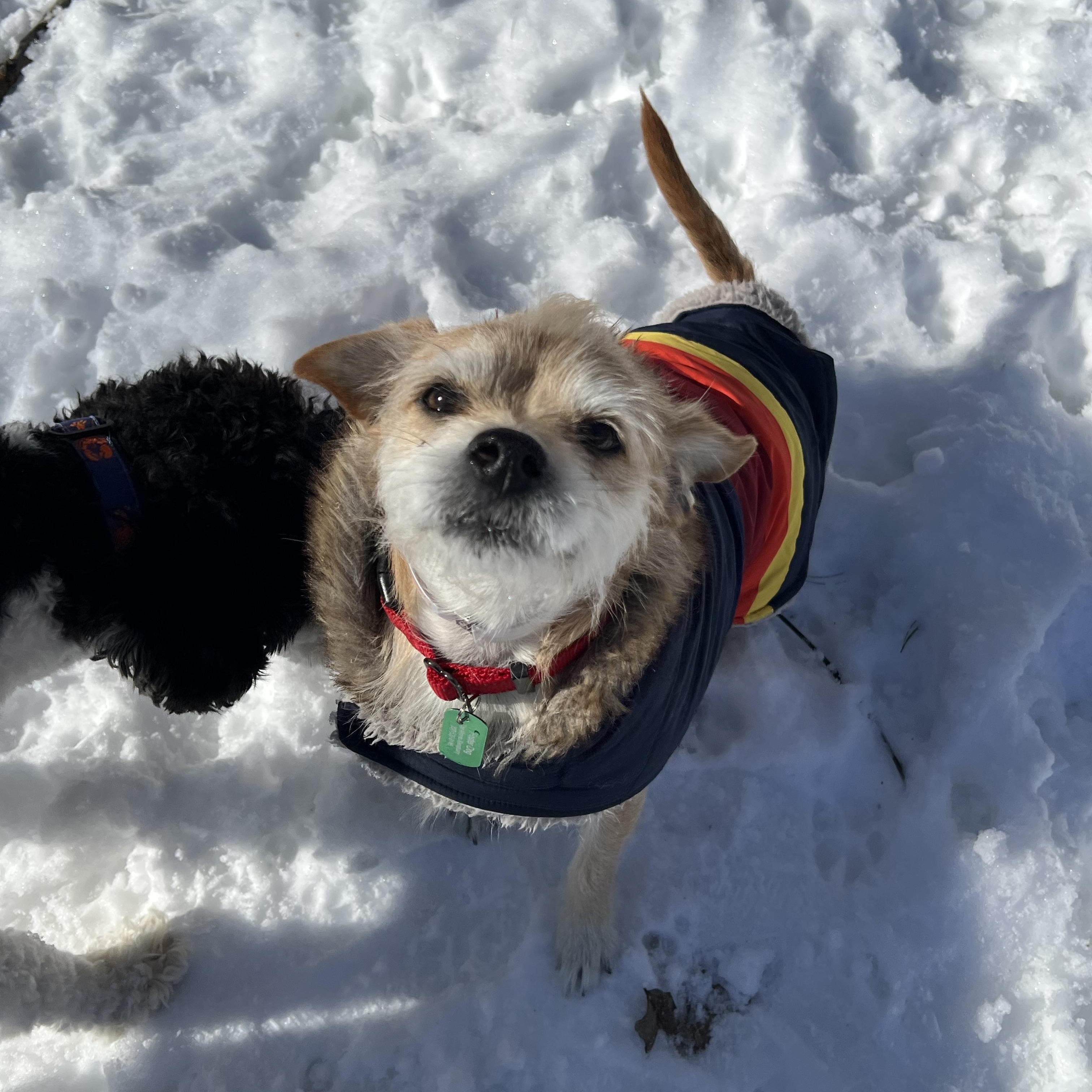 Enlarge Chip, an adopted Mixed Breed in Bowdoin, ME image 6/6